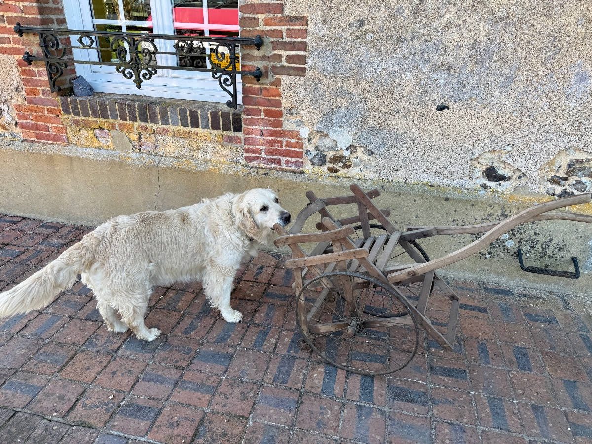 Charrette d’enfant pour attelage de chèvre ou de chien – Image 2